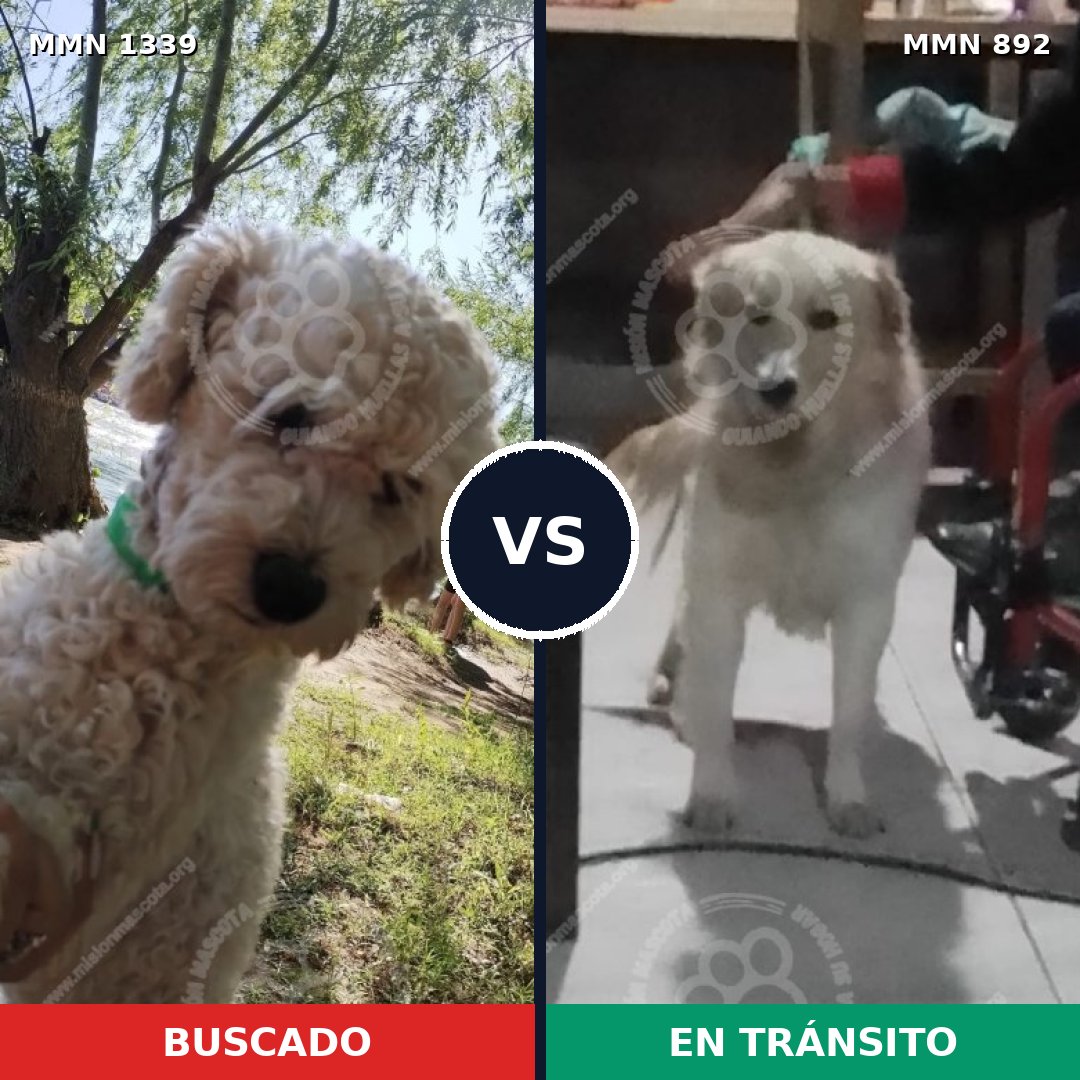 Comparativa MMS 23081: mascota perdida y mascota encontrada, 36% de similitud