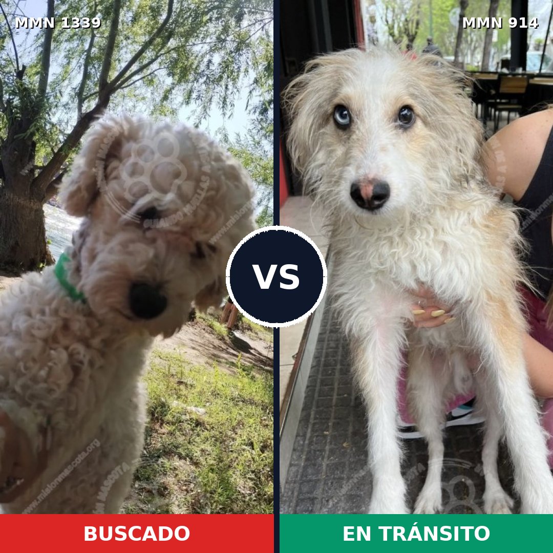 Comparativa MMS 23082: mascota perdida y mascota encontrada, 52% de similitud