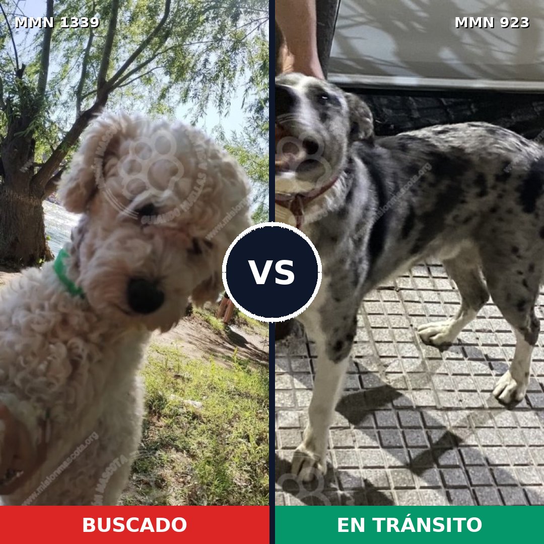 Comparativa MMS 23083: mascota perdida y mascota encontrada, 45% de similitud