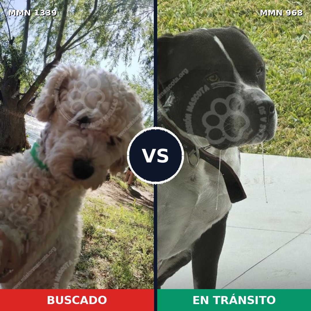 Comparativa MMS 23084: mascota perdida y mascota encontrada, 33% de similitud