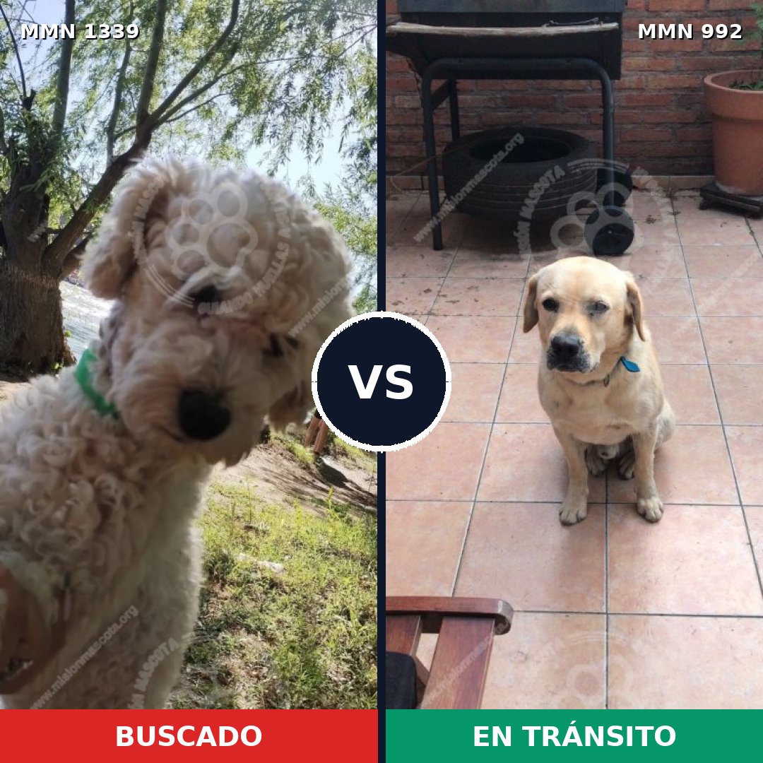 Comparativa MMS 23085: mascota perdida y mascota encontrada, 42% de similitud