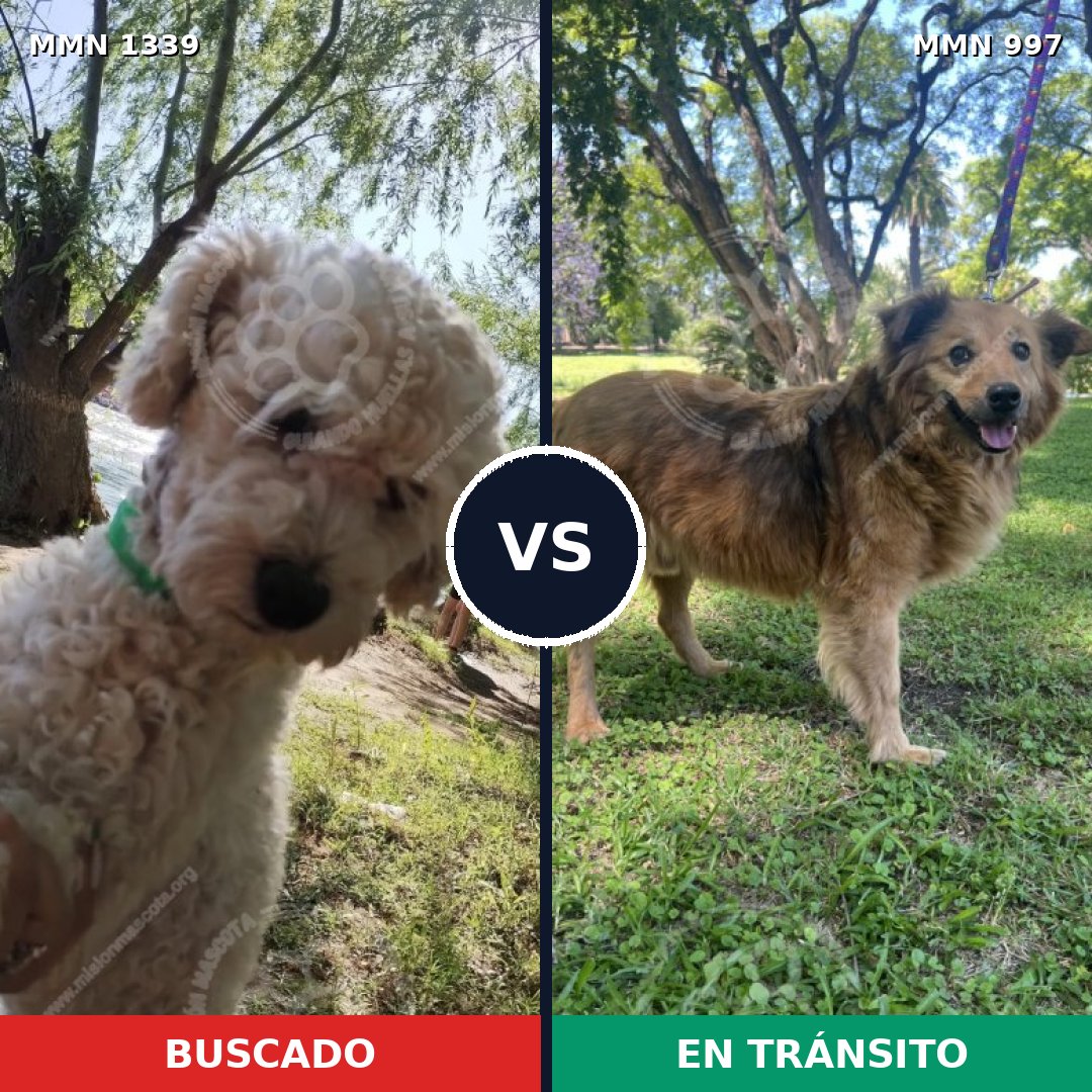 Comparativa MMS 23086: mascota perdida y mascota encontrada, 35% de similitud