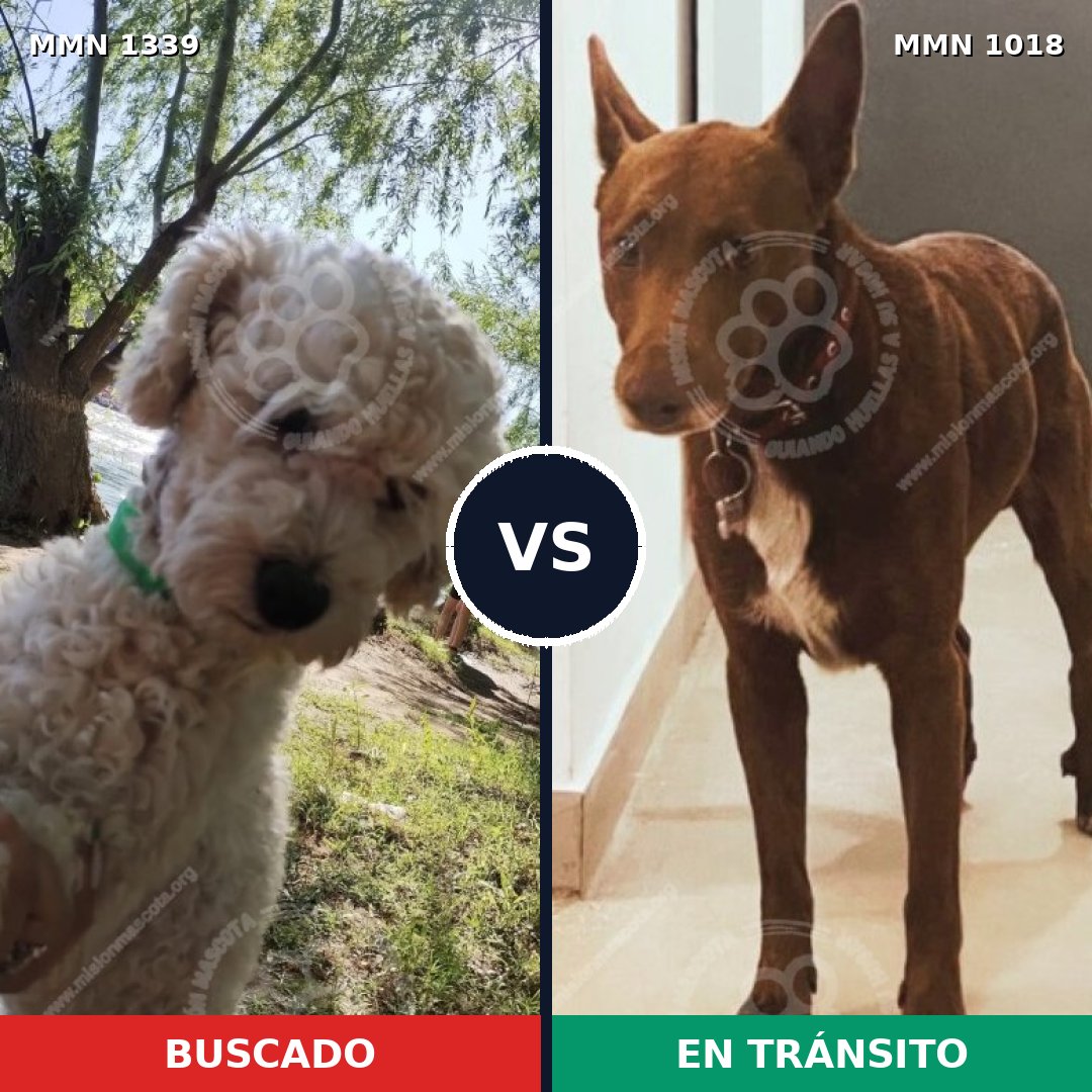Comparativa MMS 23087: mascota perdida y mascota encontrada, 40% de similitud