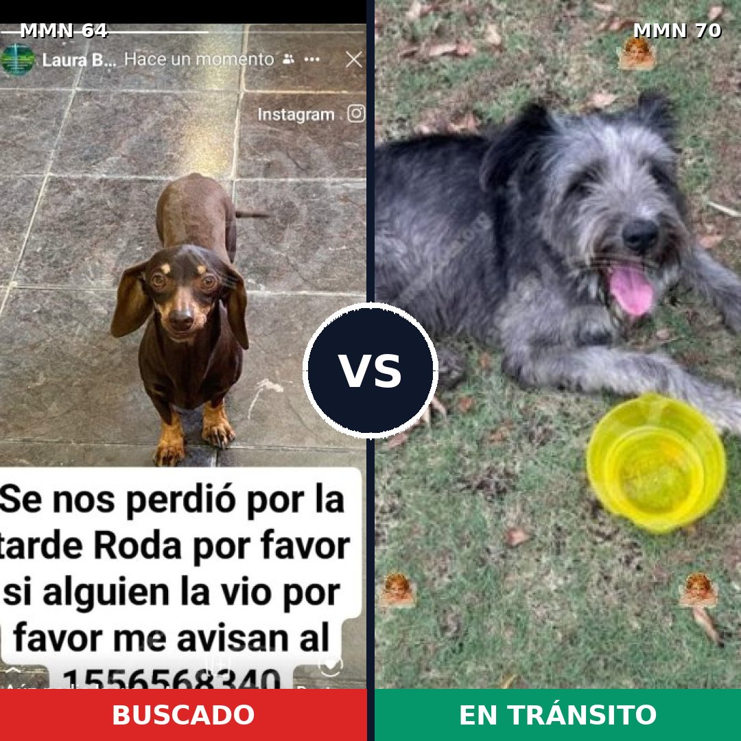 Comparativa MMS 2309: mascota perdida y mascota encontrada, 27% de similitud