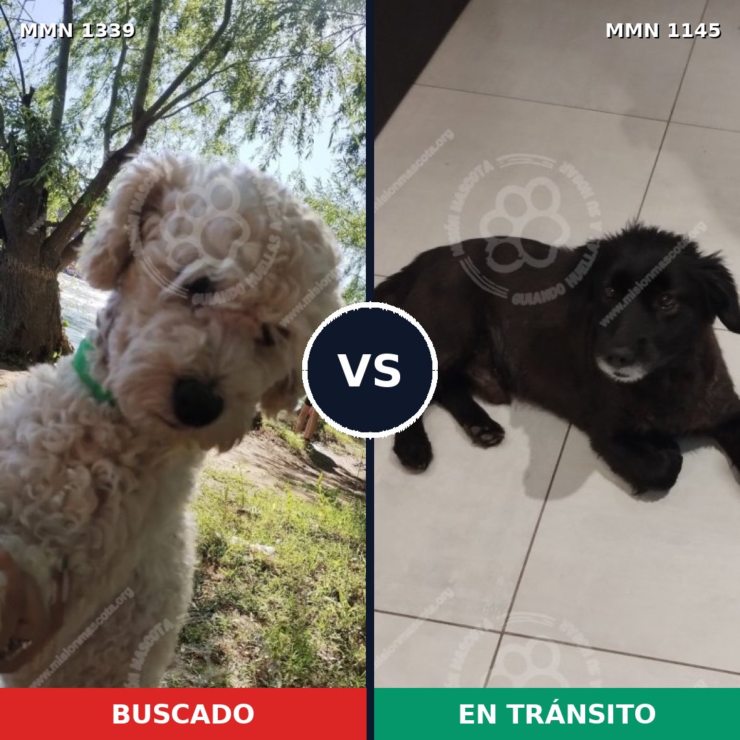 Comparativa MMS 23090: mascota perdida y mascota encontrada, 42% de similitud