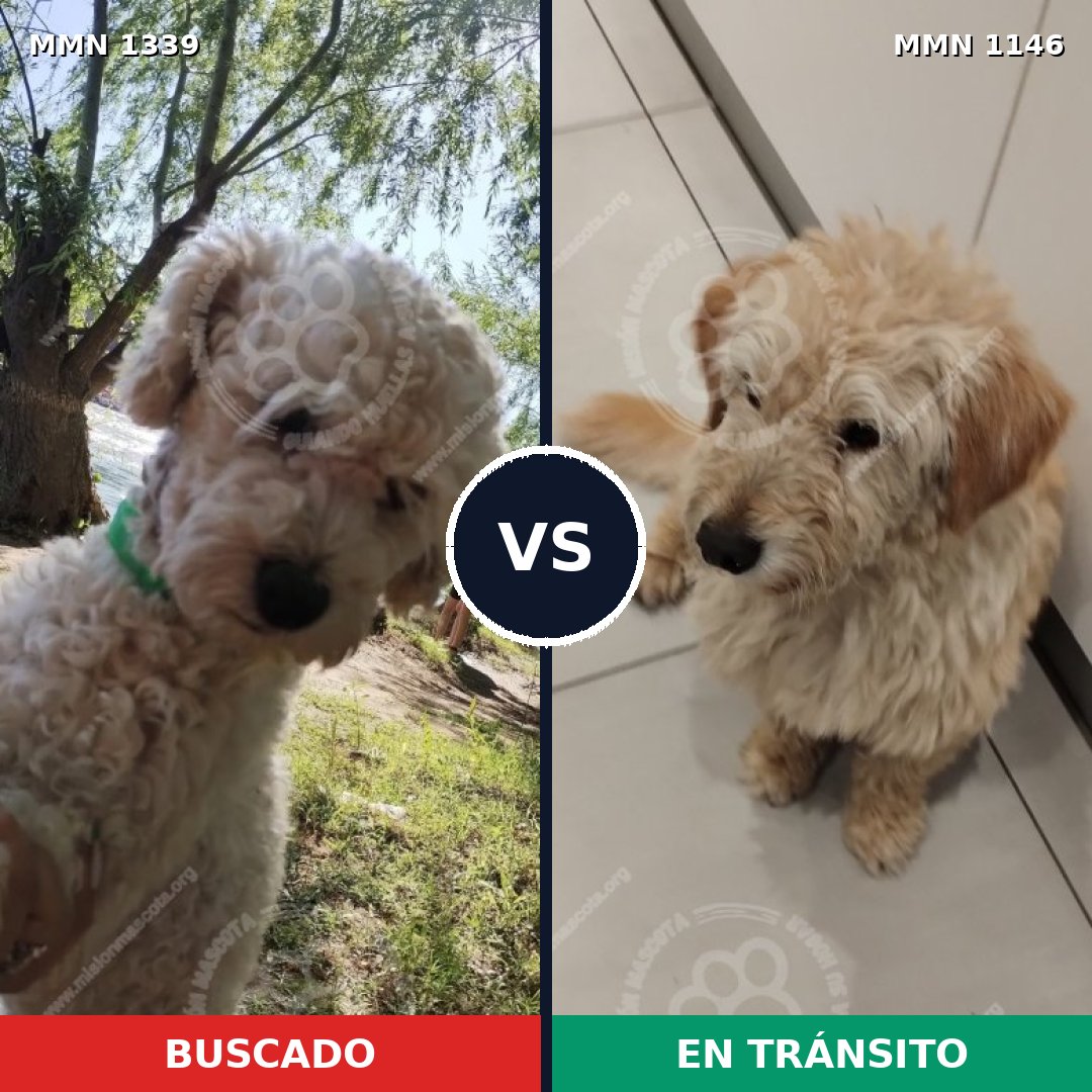 Comparativa MMS 23091: mascota perdida y mascota encontrada, 36% de similitud