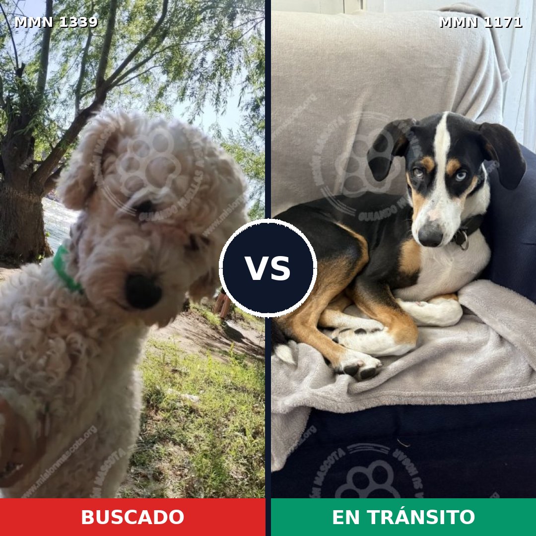 Comparativa MMS 23092: mascota perdida y mascota encontrada, 38% de similitud