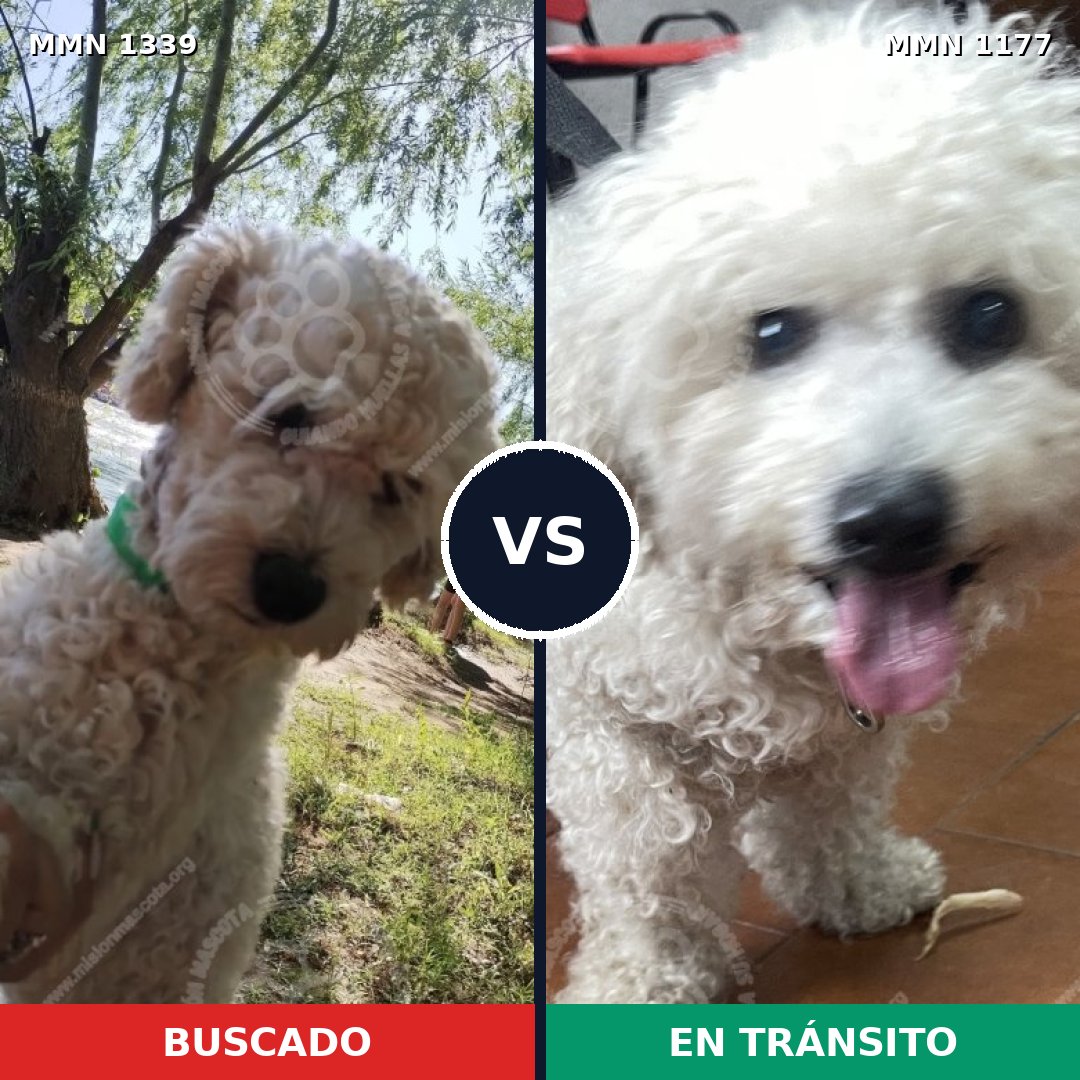 Comparativa MMS 23093: mascota perdida y mascota encontrada, 52% de similitud