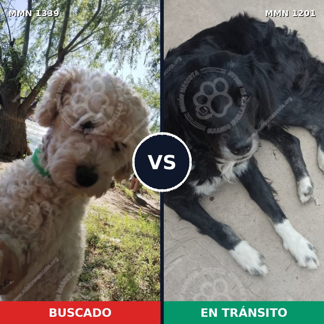 Comparativa MMS 23095: mascota perdida y mascota encontrada, 33% de similitud