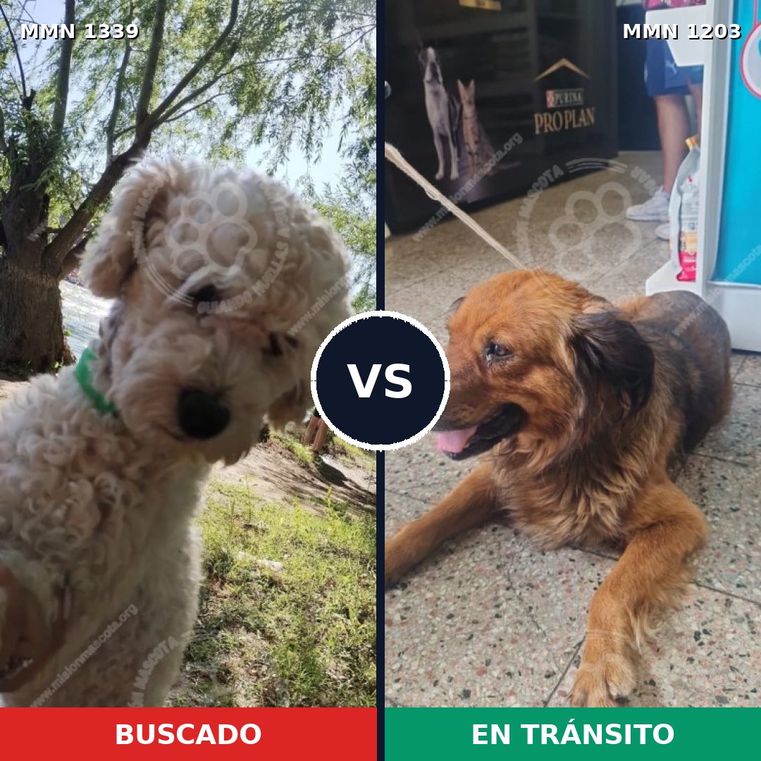 Comparativa MMS 23096: mascota perdida y mascota encontrada, 36% de similitud