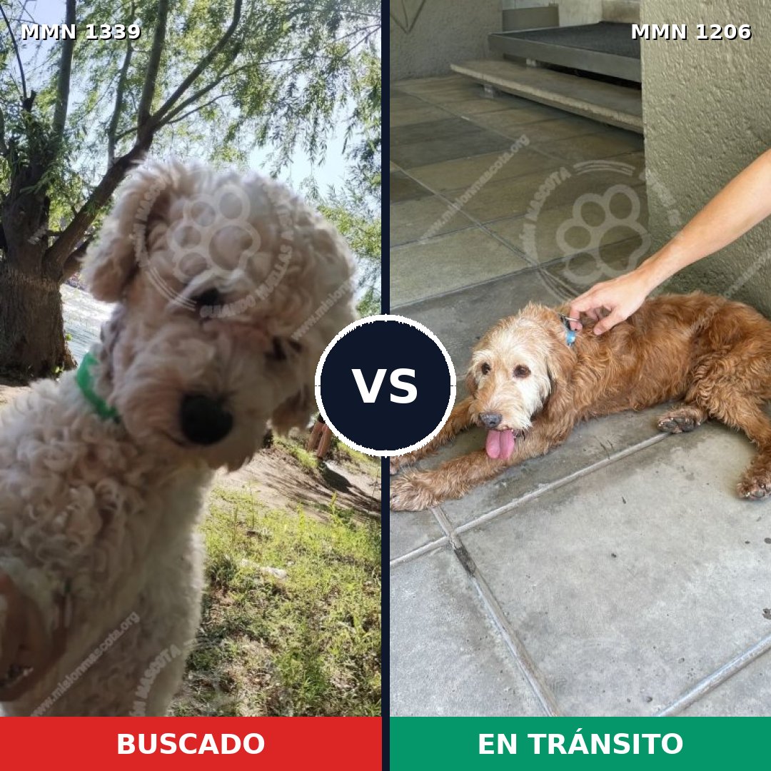 Comparativa MMS 23097: mascota perdida y mascota encontrada, 47% de similitud