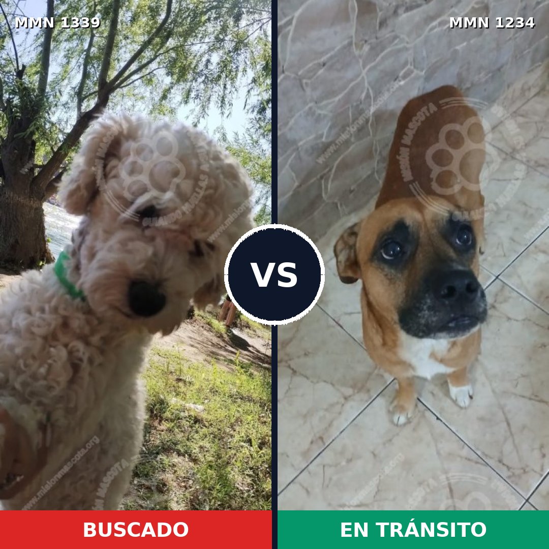 Comparativa MMS 23099: mascota perdida y mascota encontrada, 31% de similitud