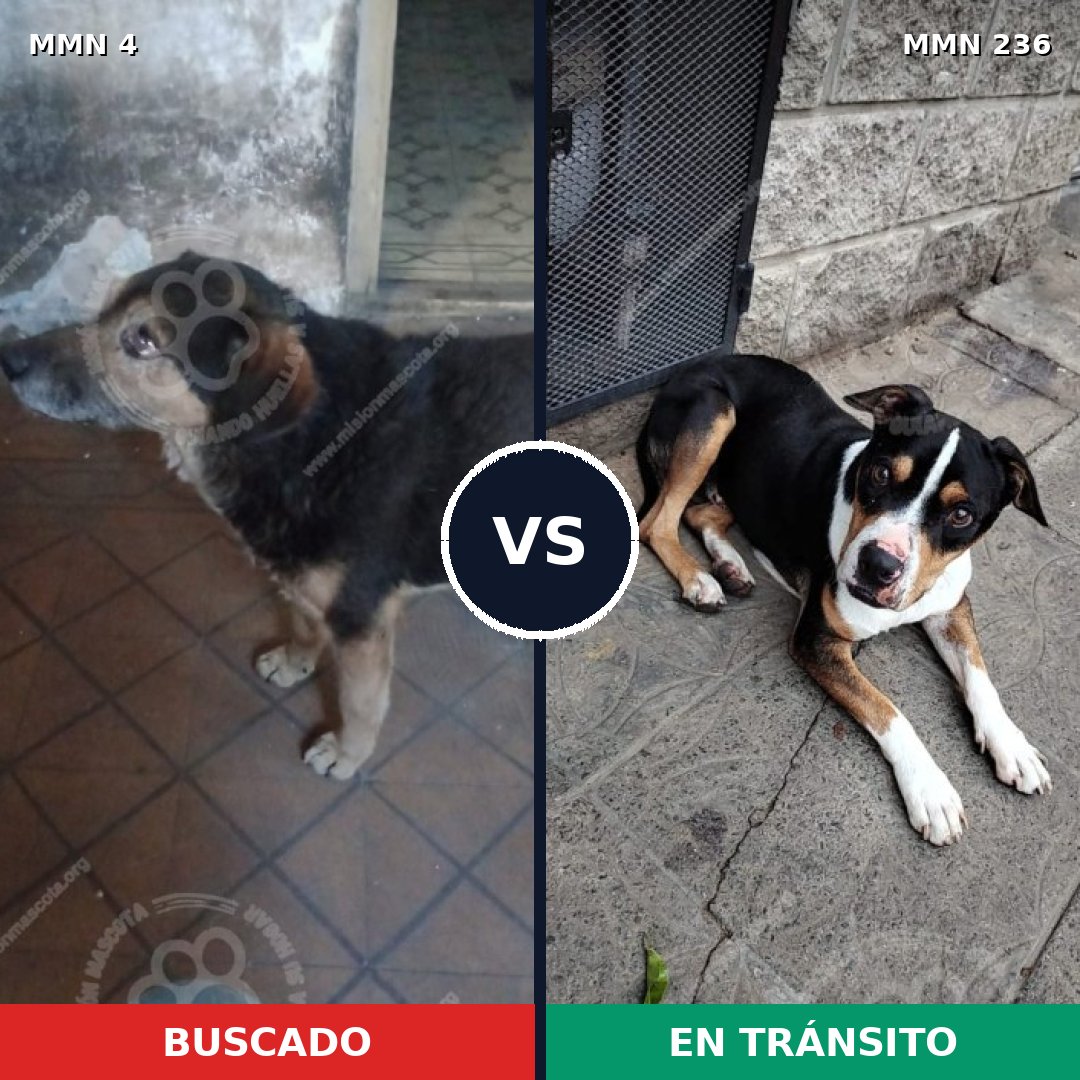 Comparativa MMS 231: mascota perdida y mascota encontrada, 46% de similitud