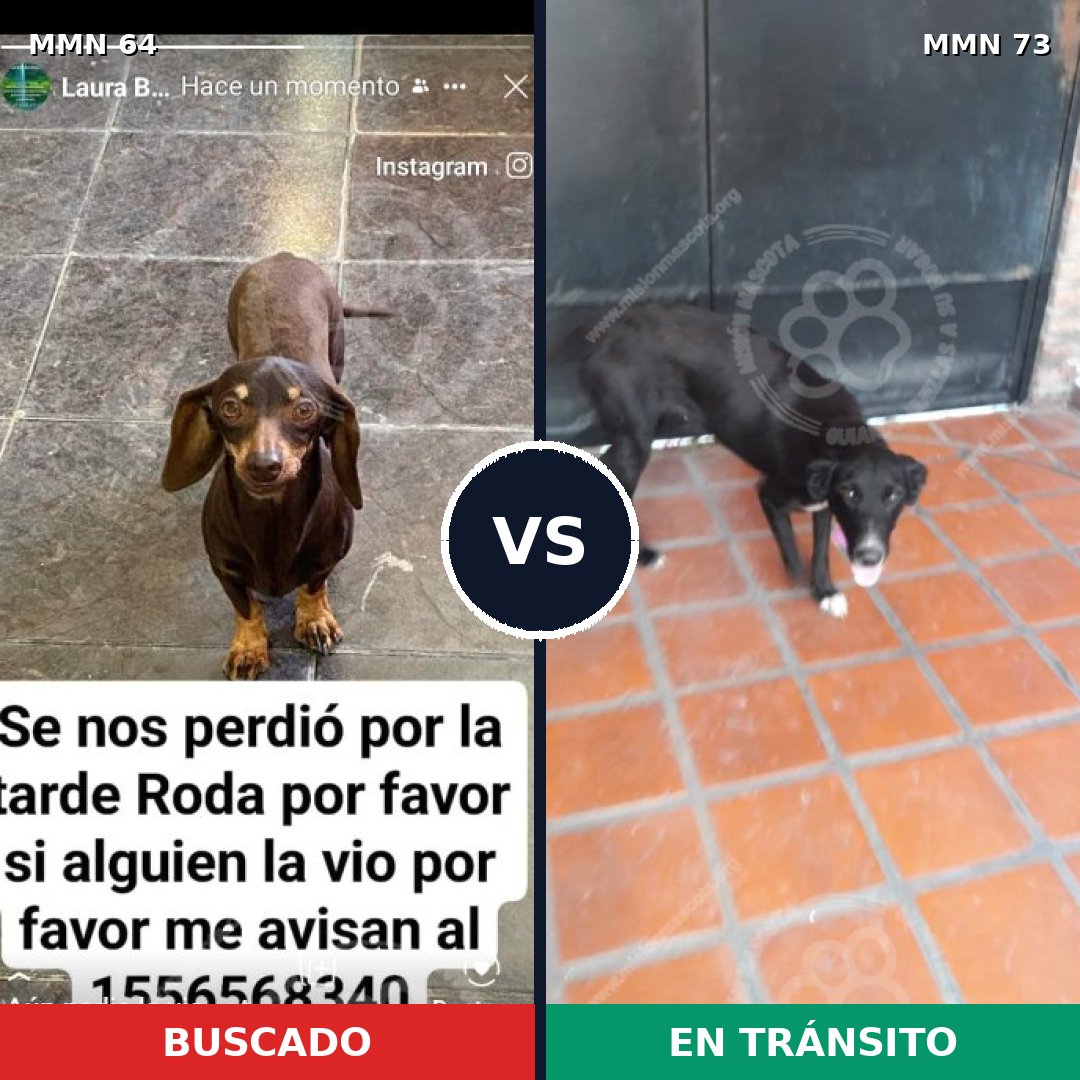 Comparativa MMS 2310: mascota perdida y mascota encontrada, 30% de similitud