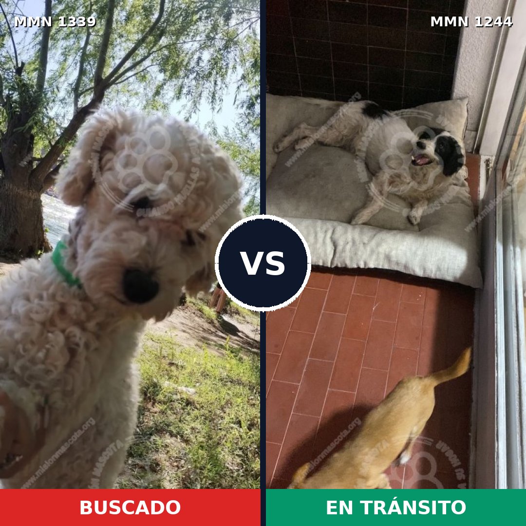 Comparativa MMS 23101: mascota perdida y mascota encontrada, 50% de similitud