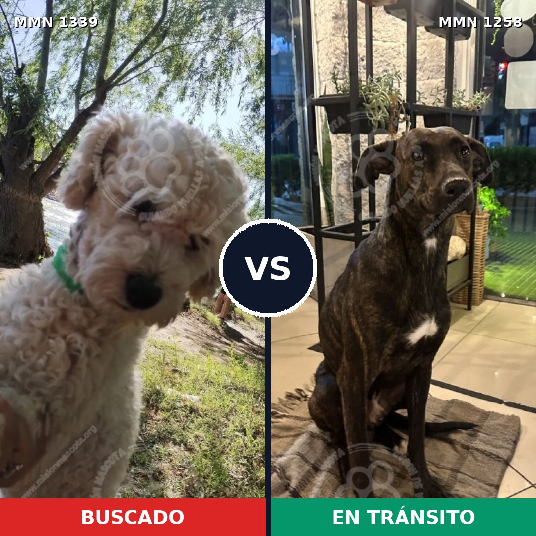 Comparativa MMS 23102: mascota perdida y mascota encontrada, 39% de similitud