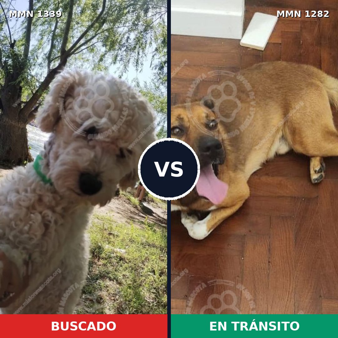 Comparativa MMS 23104: mascota perdida y mascota encontrada, 39% de similitud