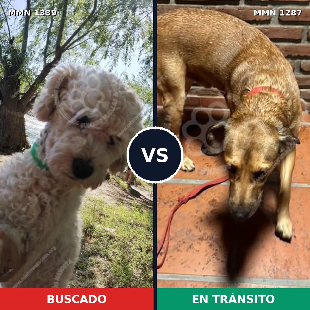 Comparativa MMS 23105: mascota perdida y mascota encontrada, 40% de similitud