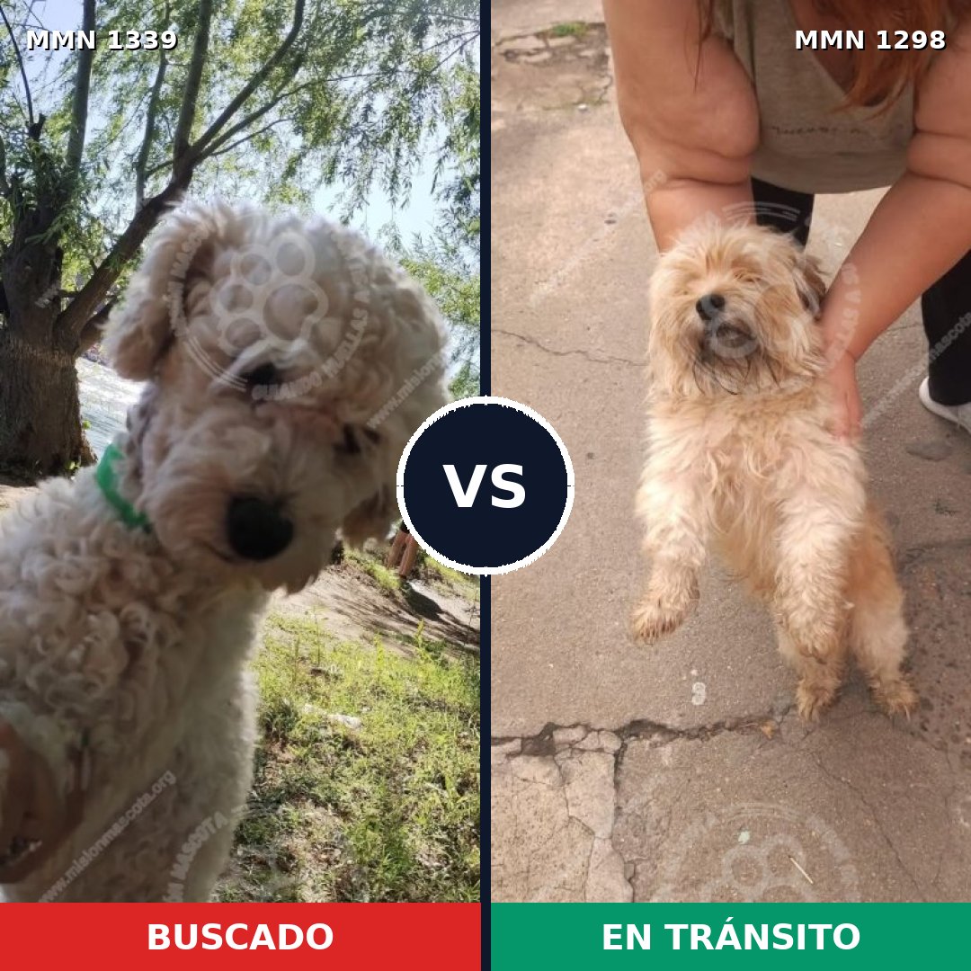 Comparativa MMS 23106: mascota perdida y mascota encontrada, 33% de similitud