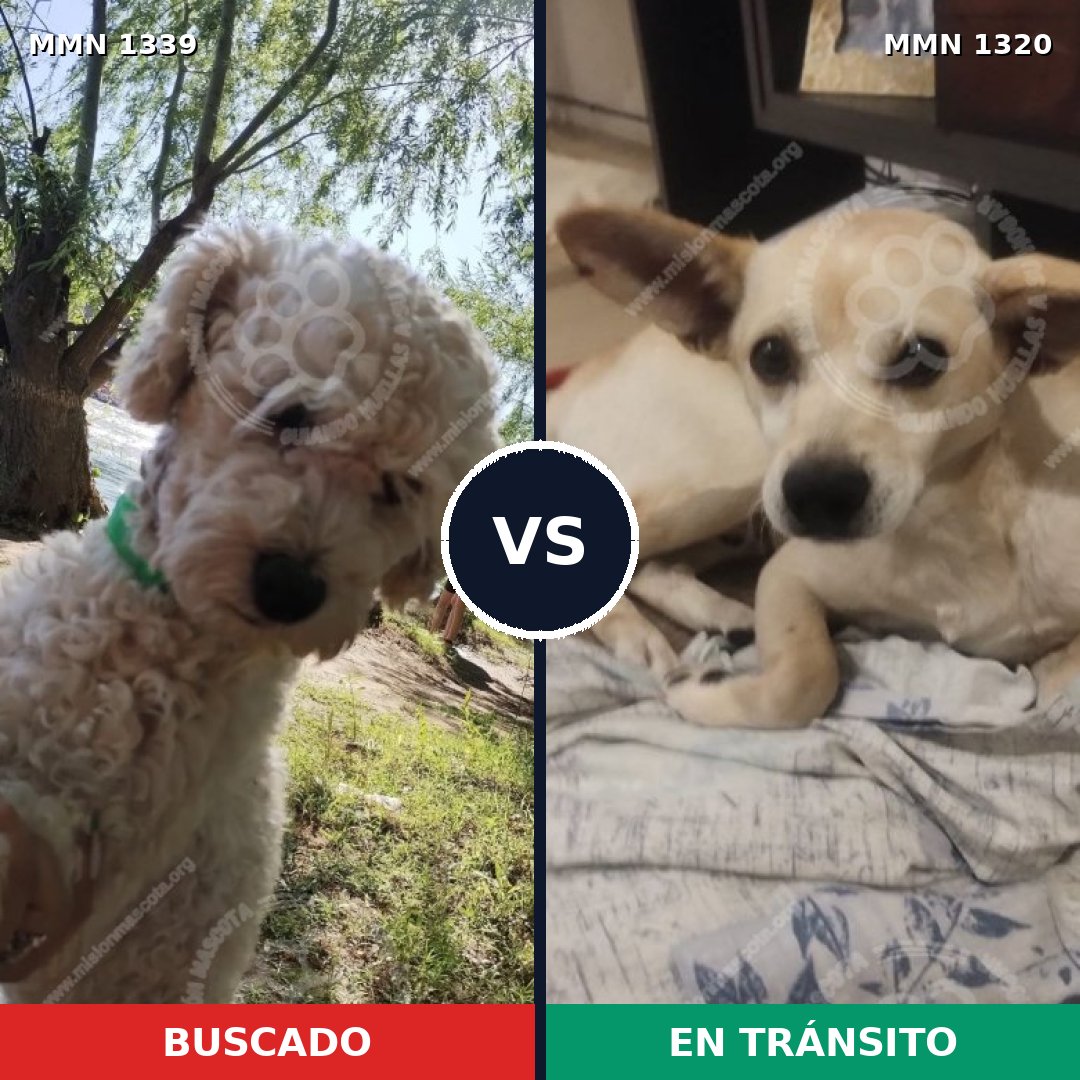 Comparativa MMS 23108: mascota perdida y mascota encontrada, 39% de similitud