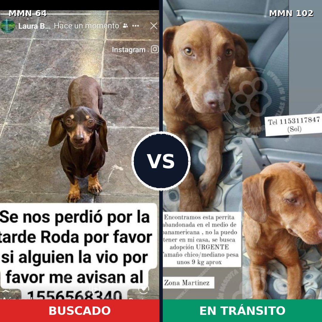 Comparativa MMS 2312: mascota perdida y mascota encontrada, 35% de similitud