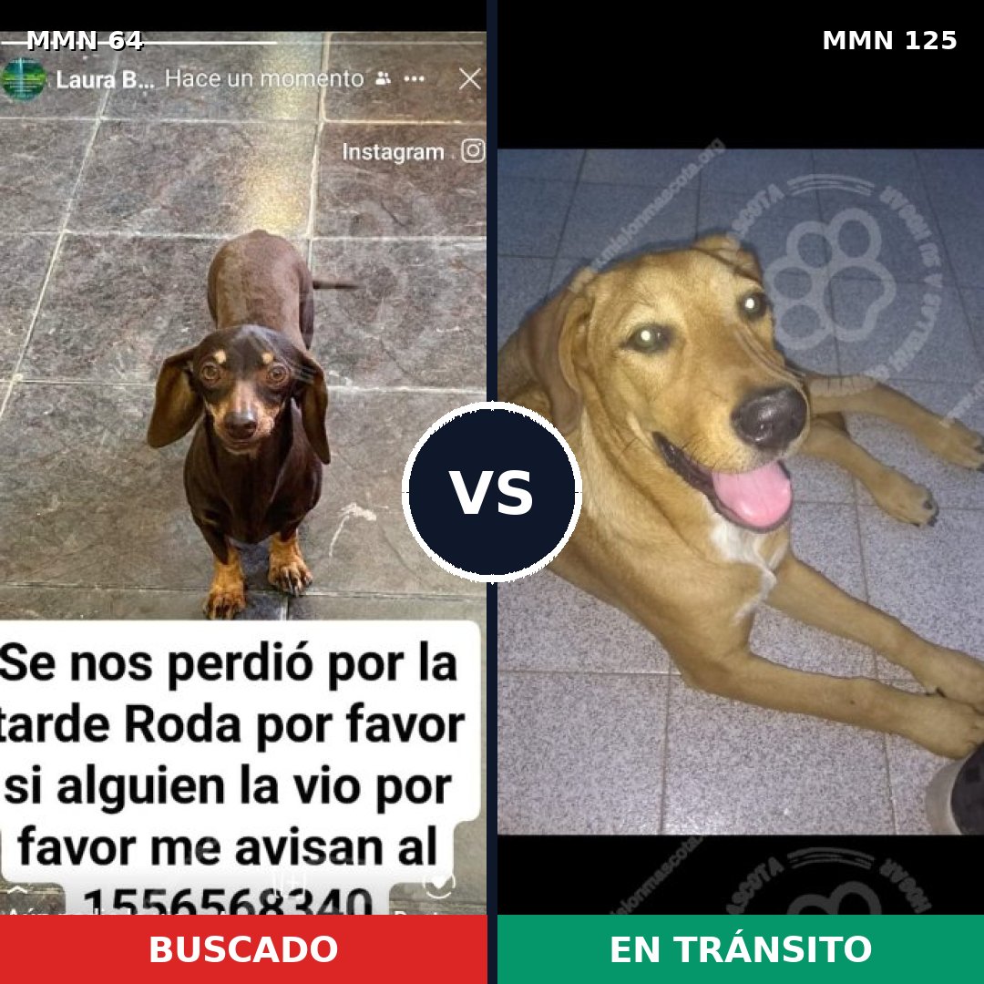 Comparativa MMS 2313: mascota perdida y mascota encontrada, 31% de similitud
