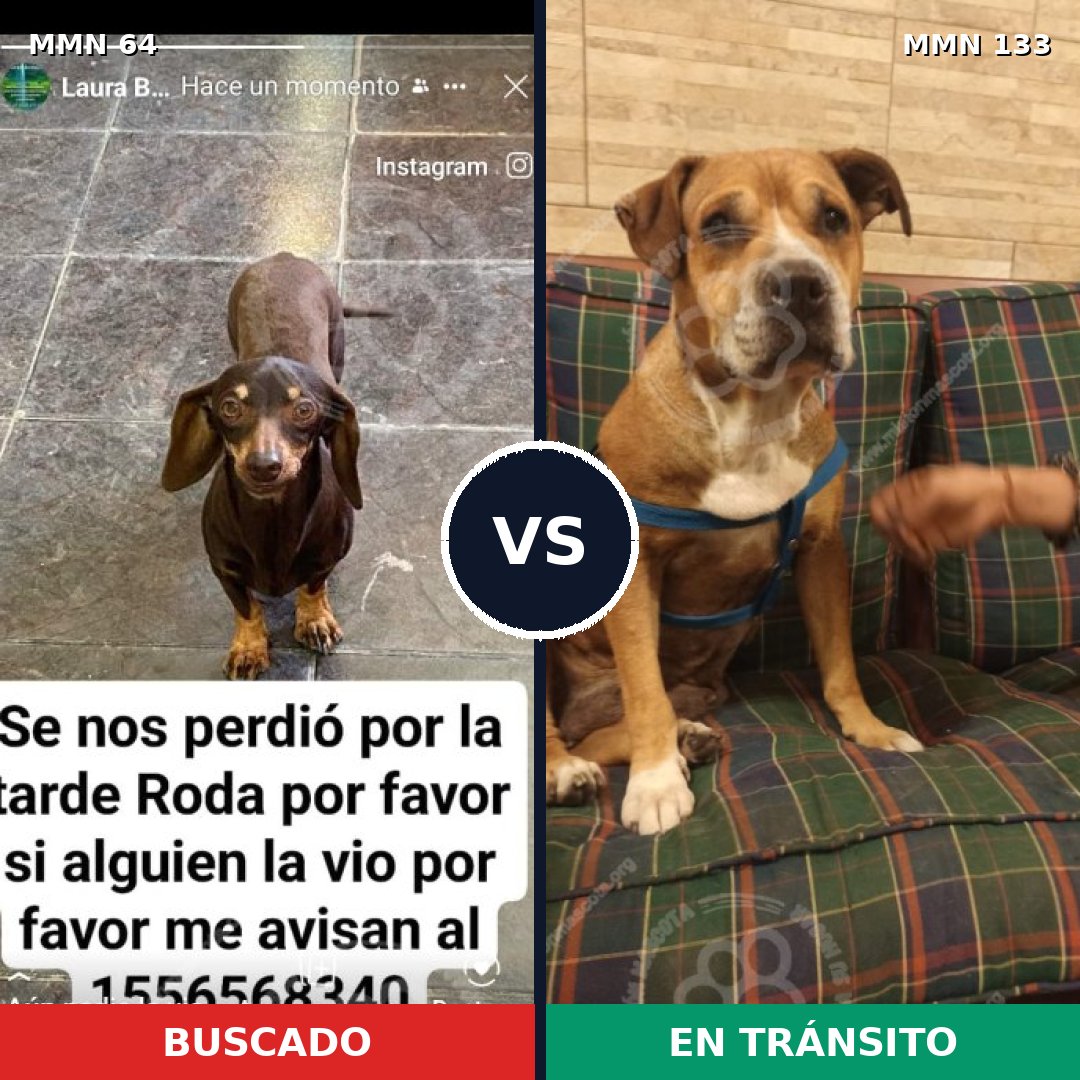 Comparativa MMS 2314: mascota perdida y mascota encontrada, 29% de similitud