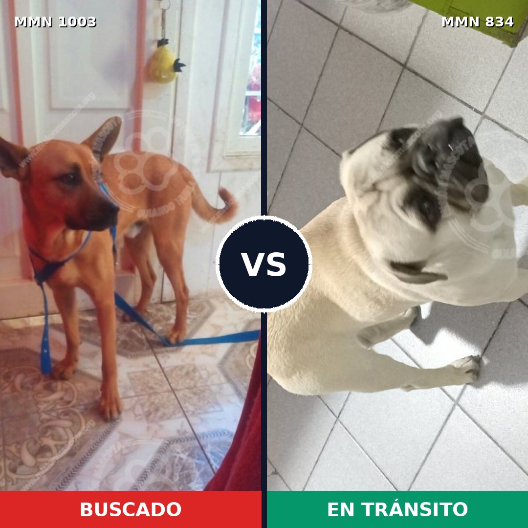 Comparativa MMS 23145: mascota perdida y mascota encontrada, 26% de similitud