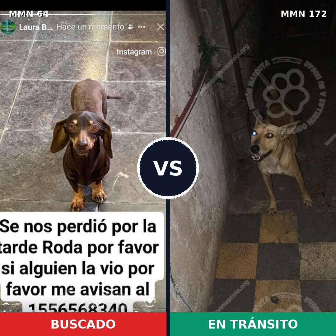 Comparativa MMS 2315: mascota perdida y mascota encontrada, 32% de similitud