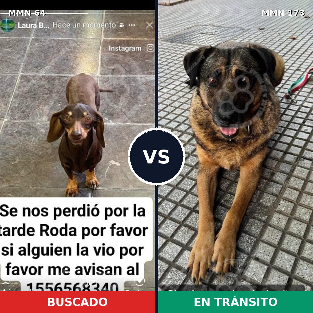 Comparativa MMS 2316: mascota perdida y mascota encontrada, 22% de similitud