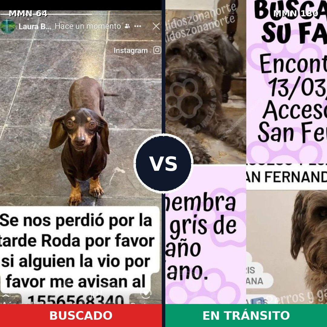 Comparativa MMS 2318: mascota perdida y mascota encontrada, 28% de similitud