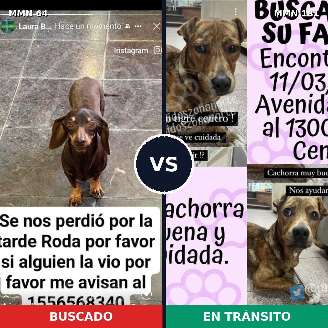 Comparativa MMS 2319: mascota perdida y mascota encontrada, 32% de similitud