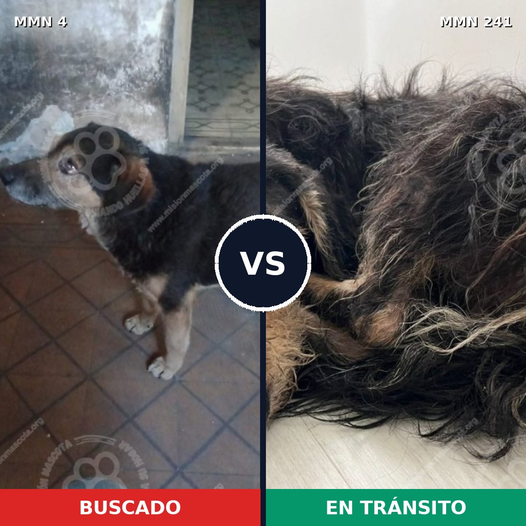 Comparativa MMS 232: mascota perdida y mascota encontrada, 75% de similitud