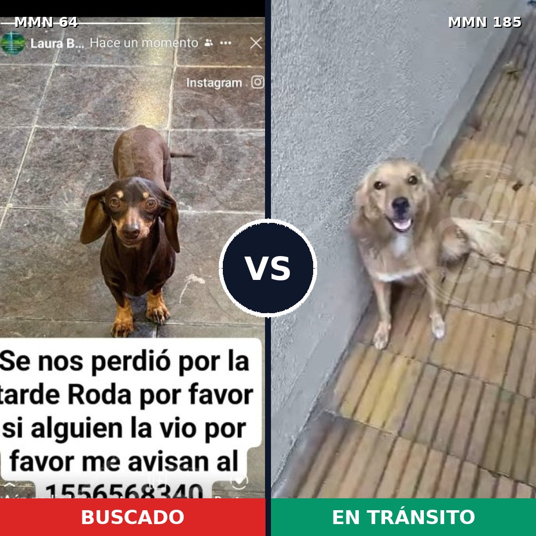 Comparativa MMS 2321: mascota perdida y mascota encontrada, 27% de similitud