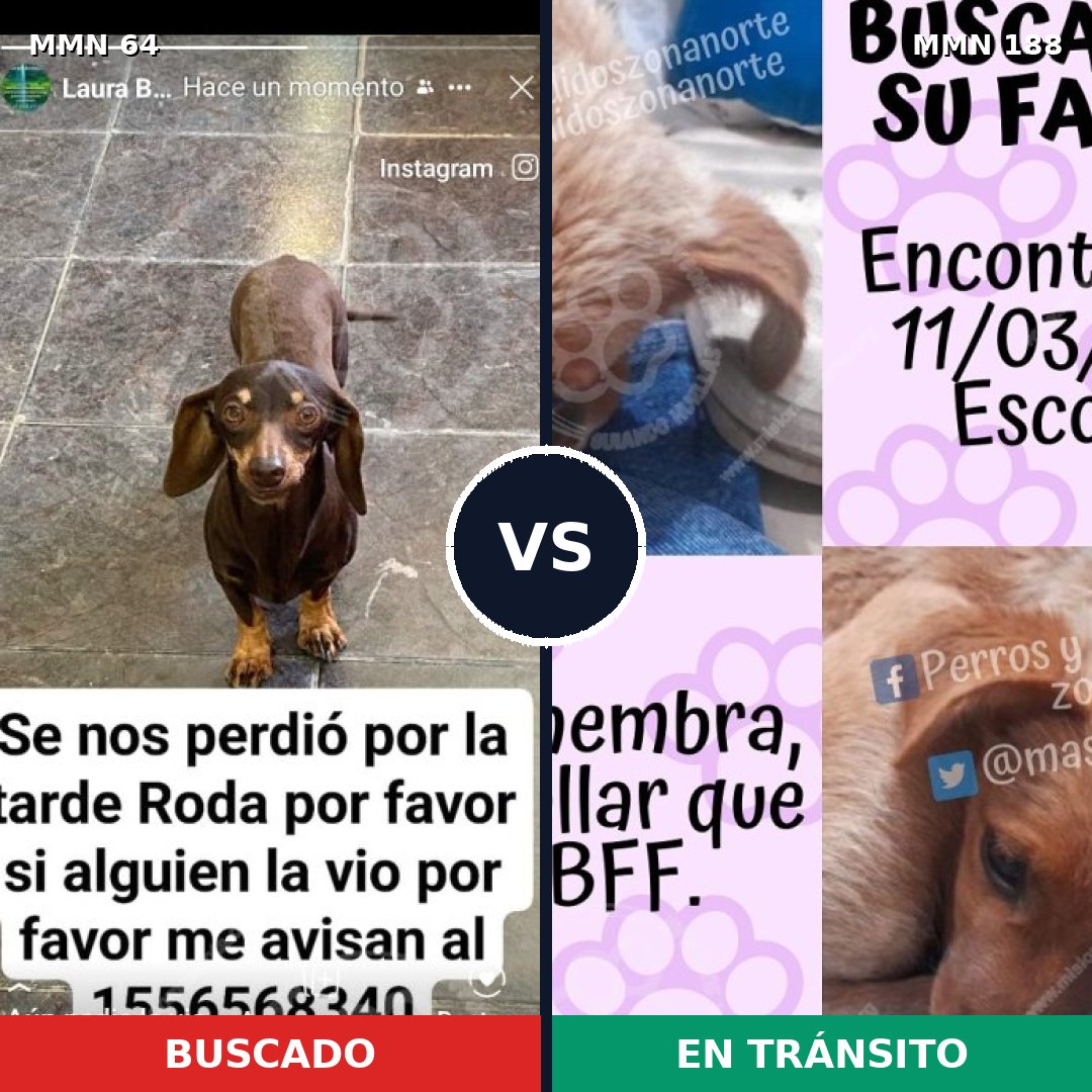 Comparativa MMS 2322: mascota perdida y mascota encontrada, 38% de similitud