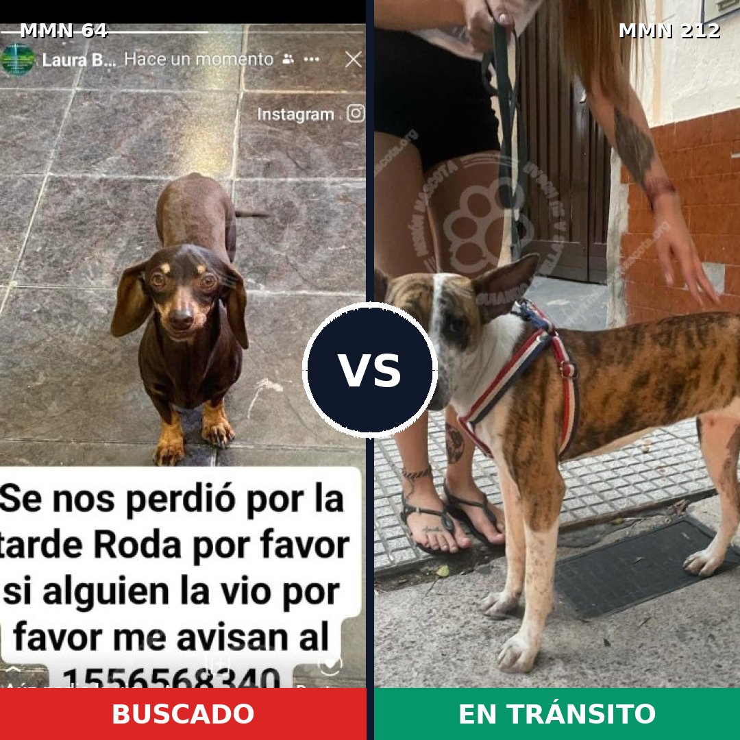 Comparativa MMS 2324: mascota perdida y mascota encontrada, 32% de similitud