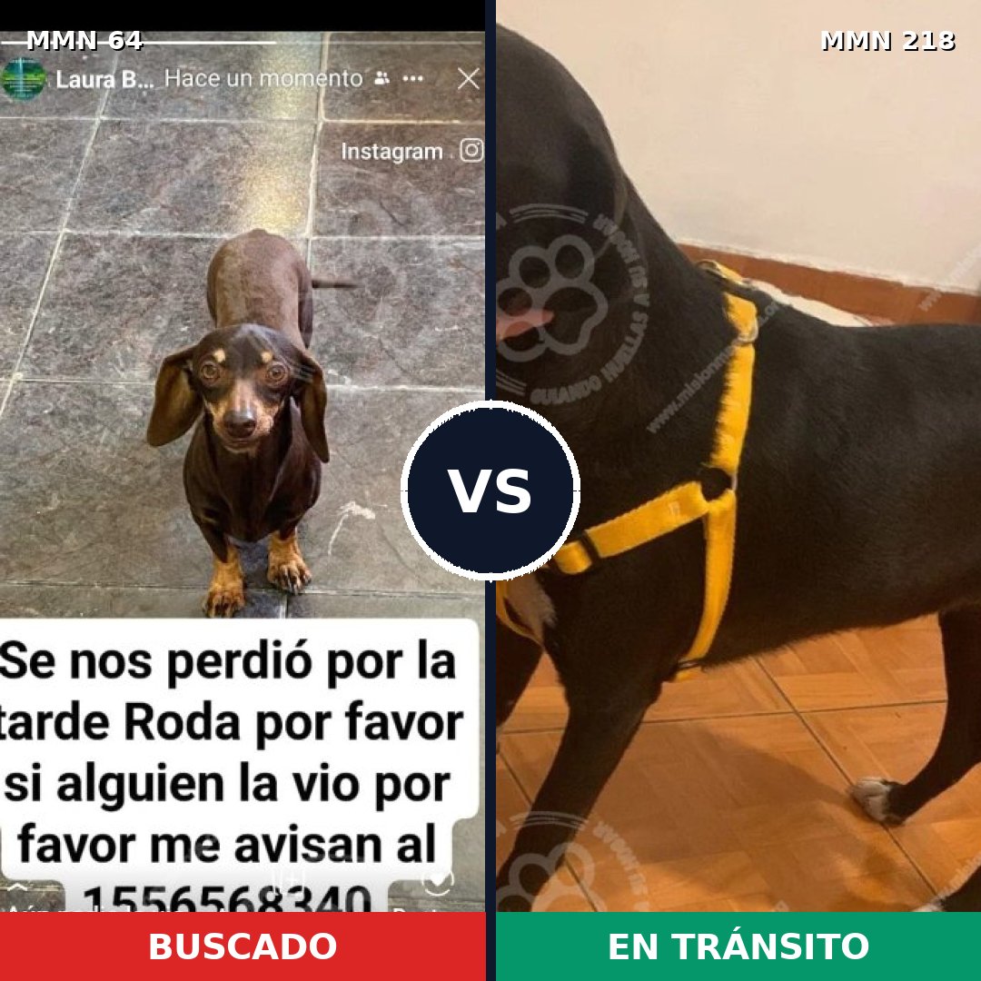 Comparativa MMS 2325: mascota perdida y mascota encontrada, 30% de similitud