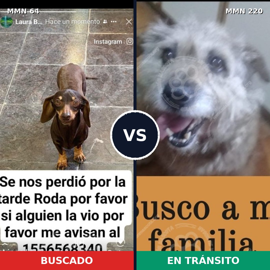 Comparativa MMS 2326: mascota perdida y mascota encontrada, 28% de similitud