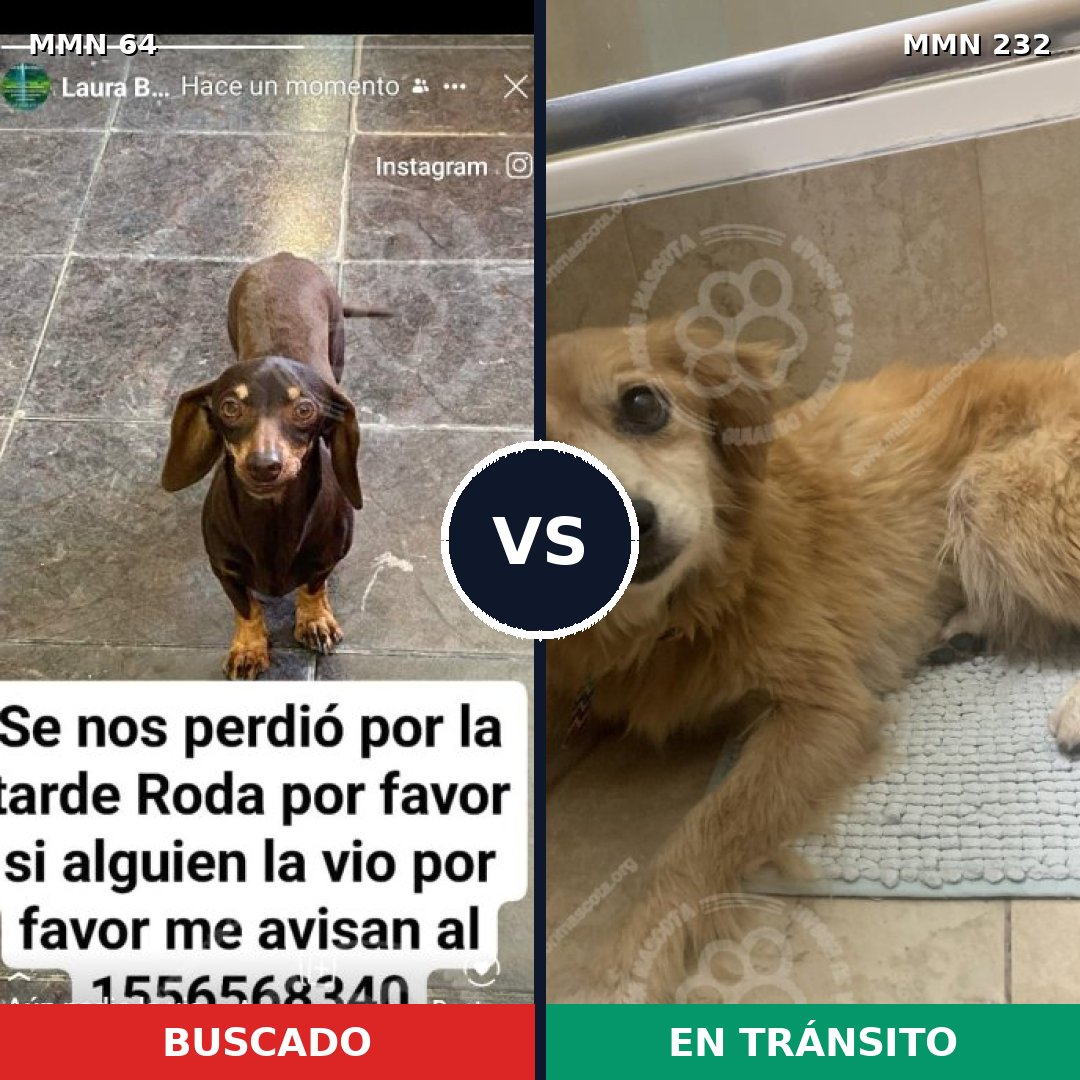 Comparativa MMS 2328: mascota perdida y mascota encontrada, 38% de similitud