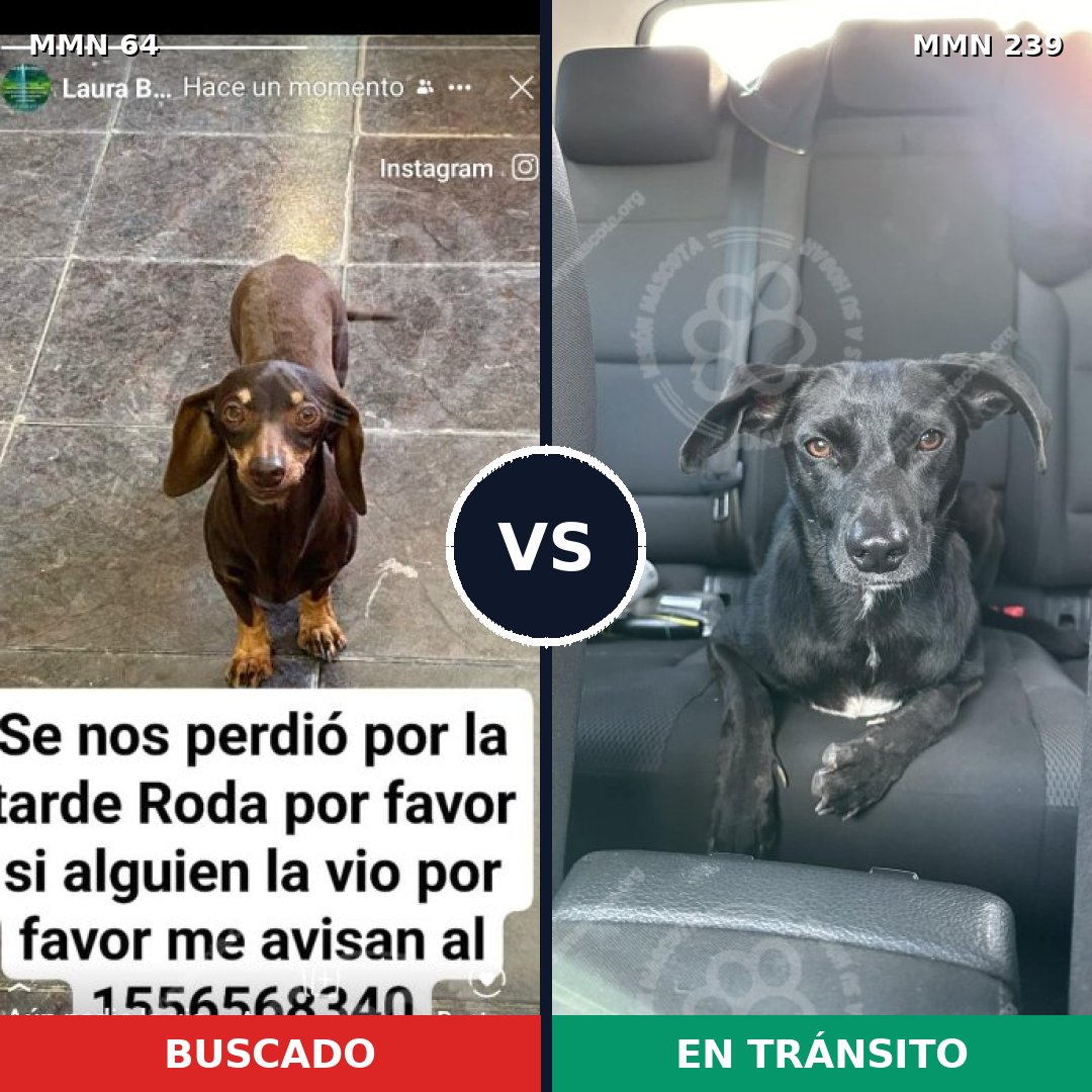 Comparativa MMS 2329: mascota perdida y mascota encontrada, 30% de similitud