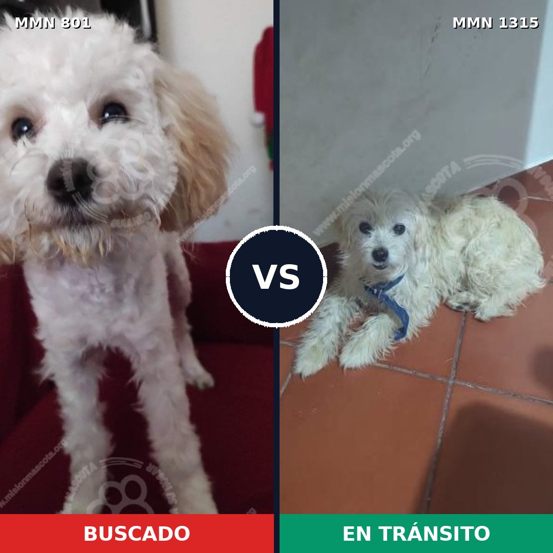 Comparativa MMS 23294: mascota perdida y mascota encontrada, 47% de similitud