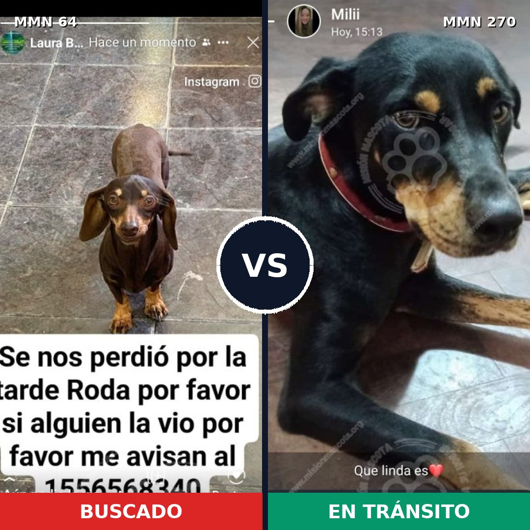 Comparativa MMS 2330: mascota perdida y mascota encontrada, 30% de similitud