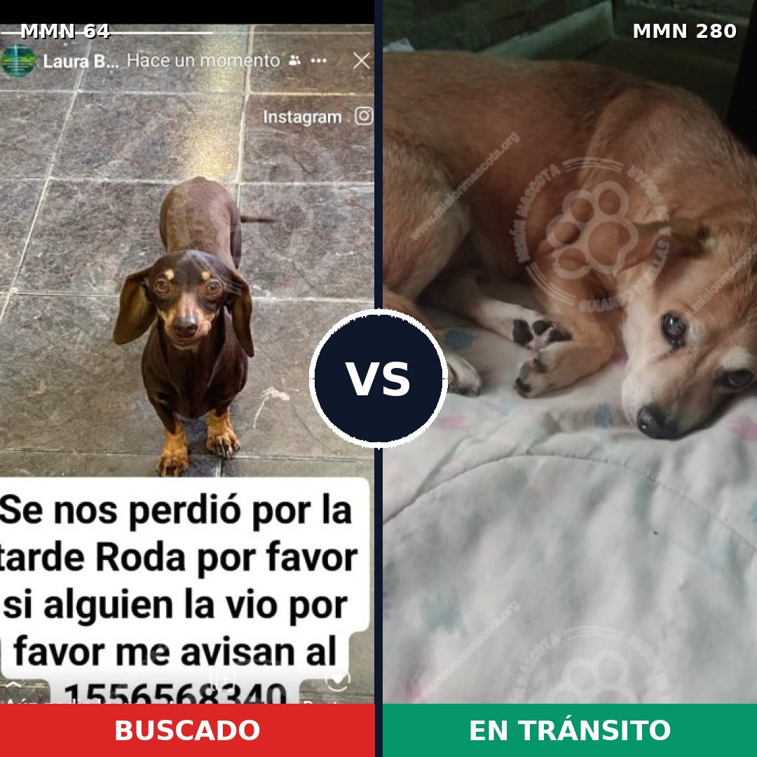 Comparativa MMS 2331: mascota perdida y mascota encontrada, 45% de similitud
