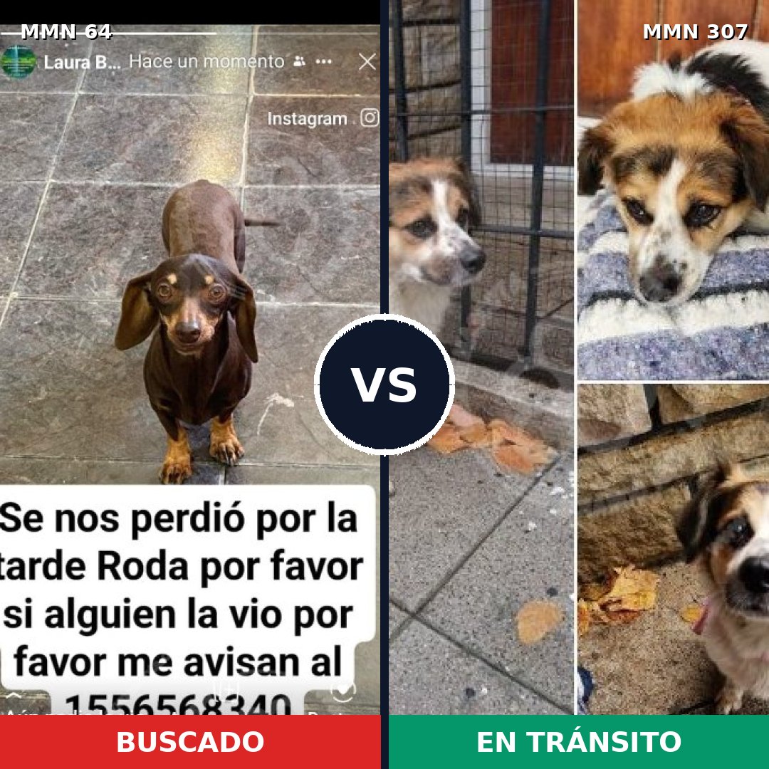 Comparativa MMS 2332: mascota perdida y mascota encontrada, 33% de similitud