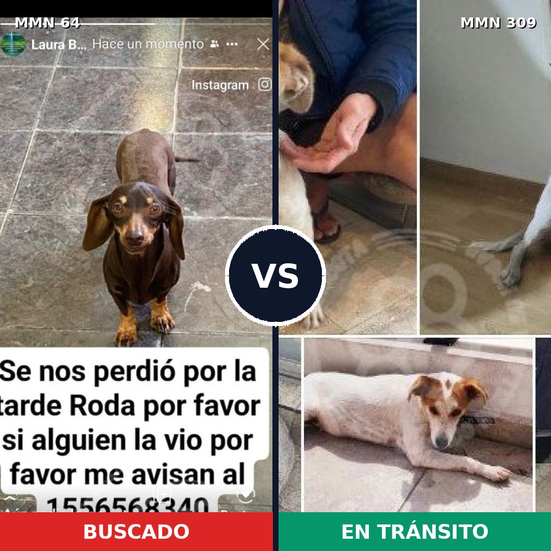 Comparativa MMS 2333: mascota perdida y mascota encontrada, 34% de similitud