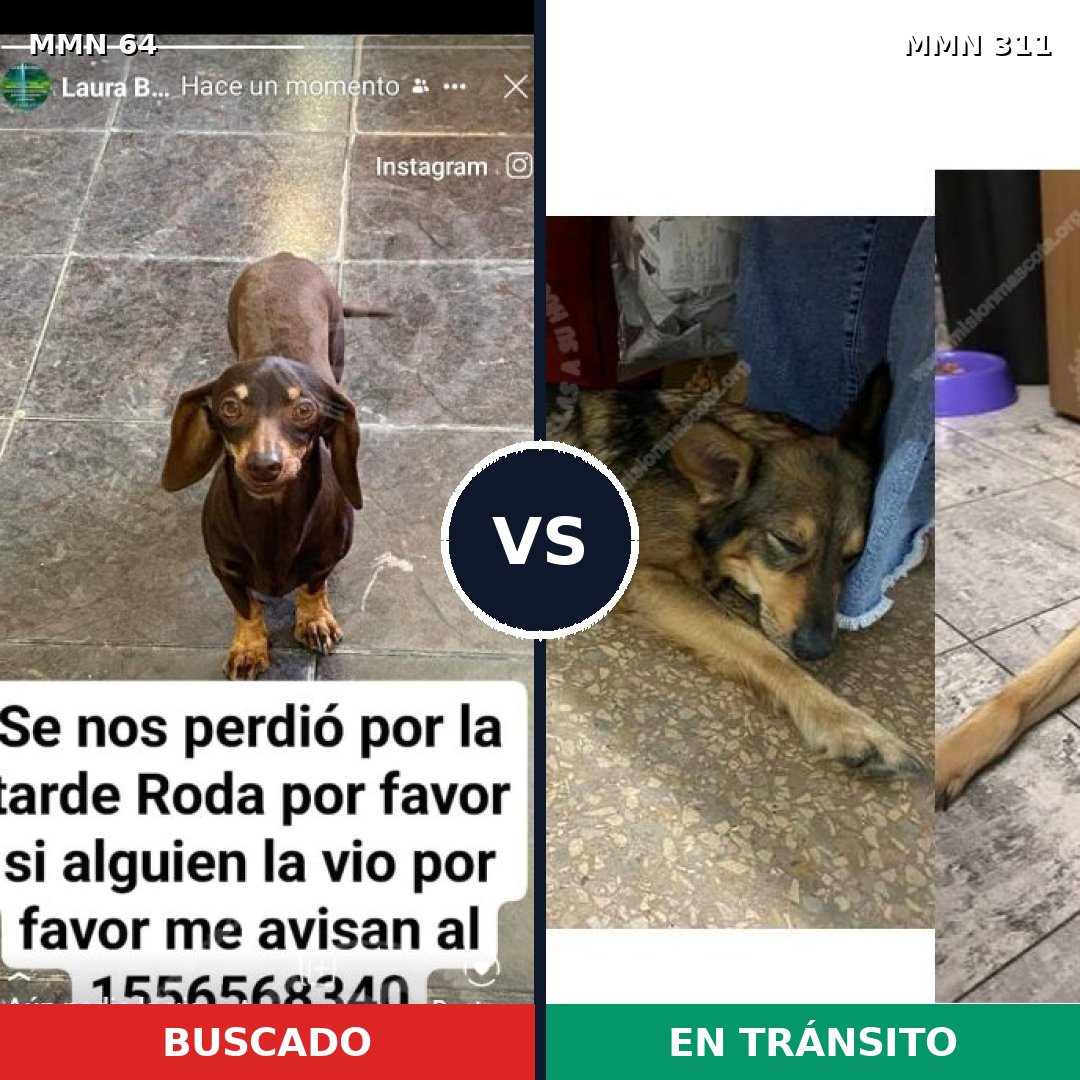 Comparativa MMS 2334: mascota perdida y mascota encontrada, 33% de similitud