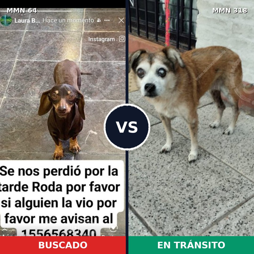 Comparativa MMS 2335: mascota perdida y mascota encontrada, 41% de similitud