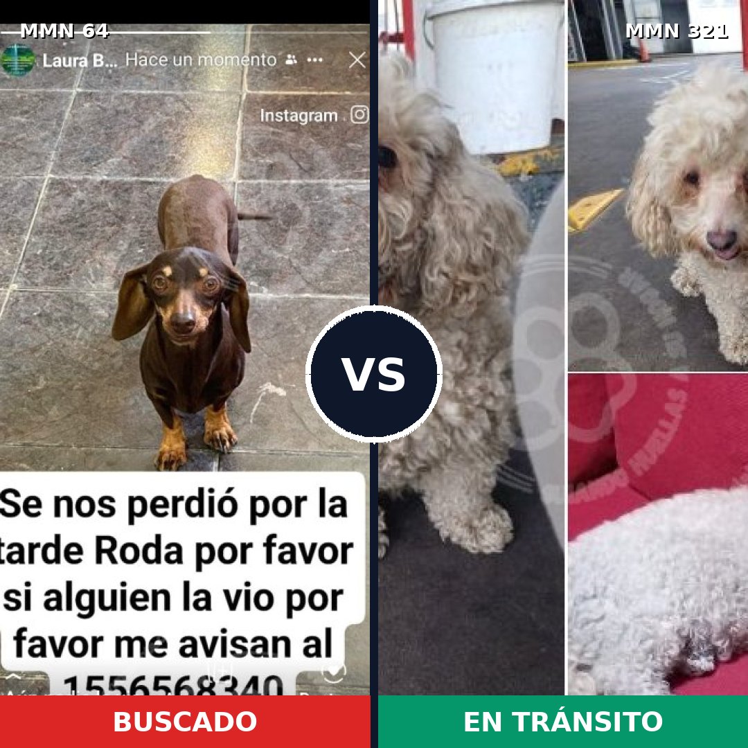 Comparativa MMS 2336: mascota perdida y mascota encontrada, 42% de similitud