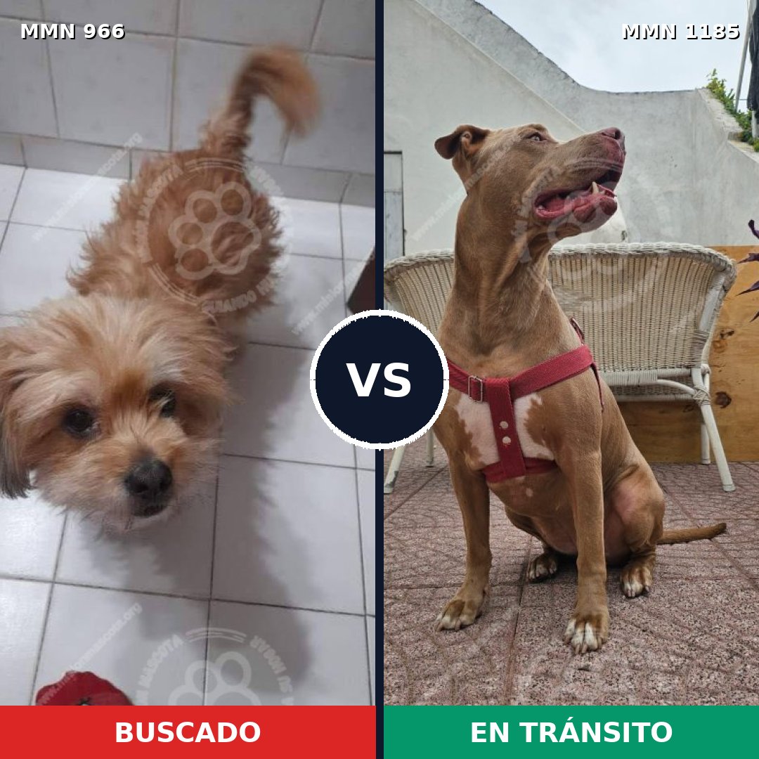 Comparativa MMS 23368: mascota perdida y mascota encontrada, 26% de similitud