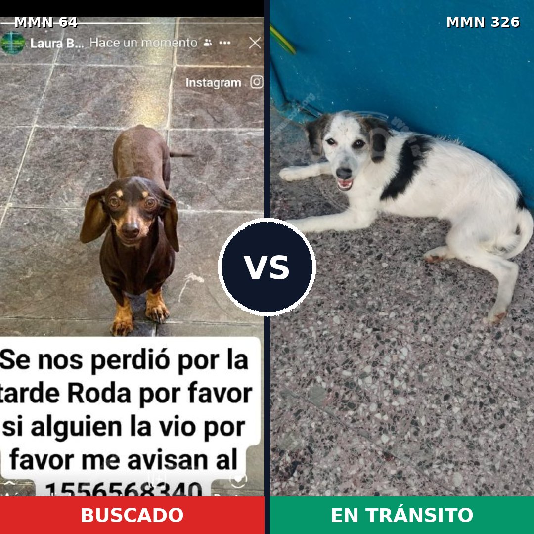 Comparativa MMS 2337: mascota perdida y mascota encontrada, 26% de similitud